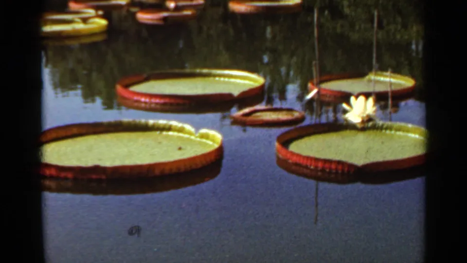 1966 Saint Louis 8mm frame showing clustered lily pads, a white water lily bloom, and reflected foliage in dark pond water.