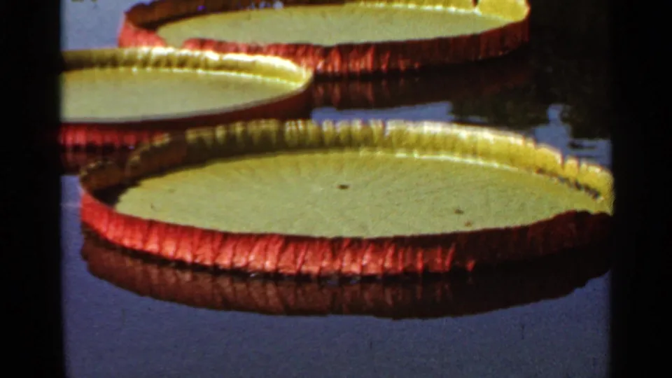 1966 Saint Louis 8mm close view of oversized lily pads with red raised edges floating on dark reflective pond water.