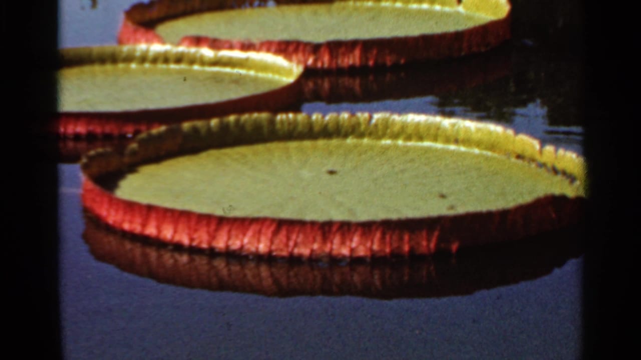 Large round lily pads with reddish rims floating on dark pond water.
