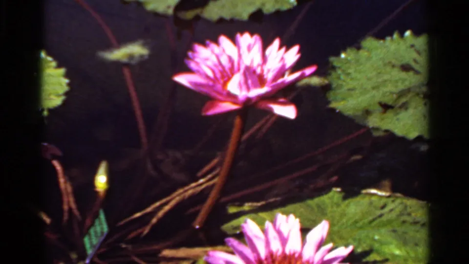 1966 Saint Louis 8mm frame of a pink water lily rising from a pond among green pads and thin stems.