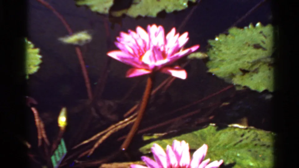 1966 Saint Louis home-movie frame with a pink water lily, nearby pads, stems, and a small bud in dark pond water.