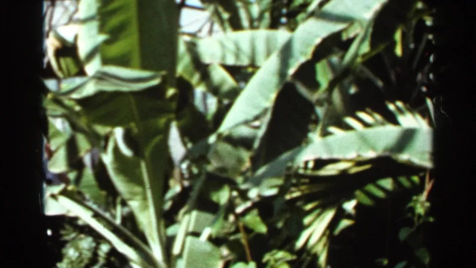 1966 Saint Louis 8mm frame showing dense tropical foliage, likely broad banana-like leaves, in a cultivated garden setting.