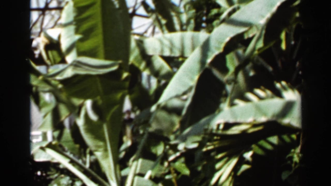 1966 Saint Louis 8mm frame showing broad banana-like leaves, a dark trunk, and layered tropical foliage in strong sunlight.