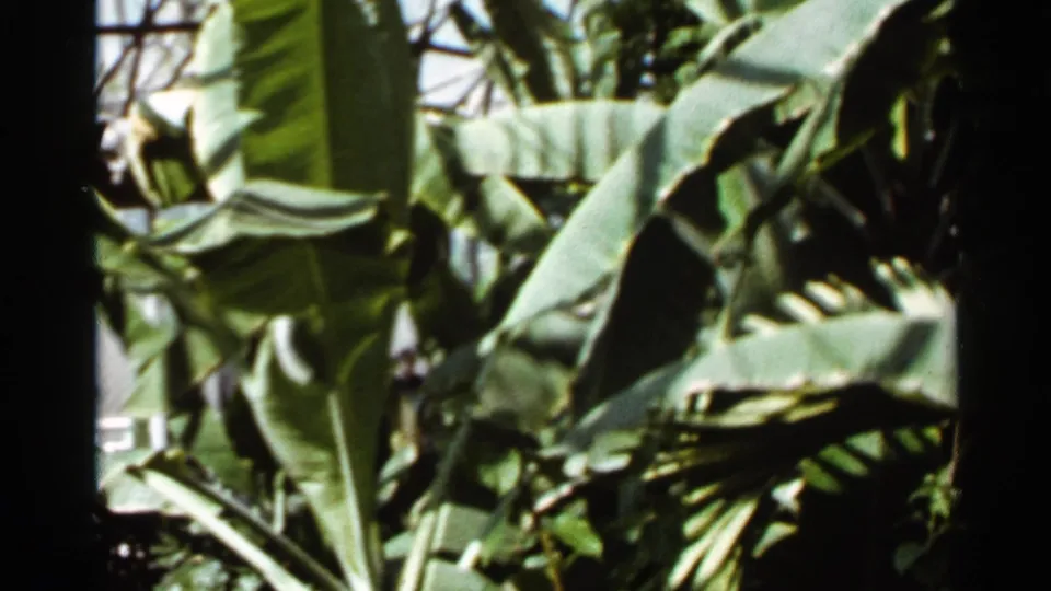 1966 Saint Louis 8mm frame showing broad banana-like leaves, a dark trunk, and layered tropical foliage in strong sunlight.