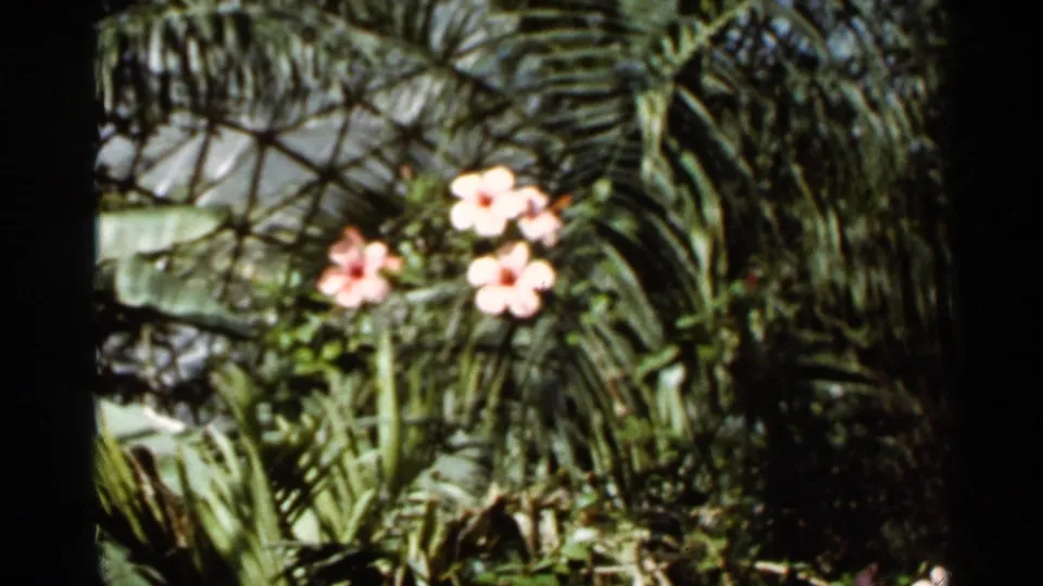 1966 Saint Louis 8mm frame with pale pink flowers rising among palm-like fronds and shaded tropical greenery.