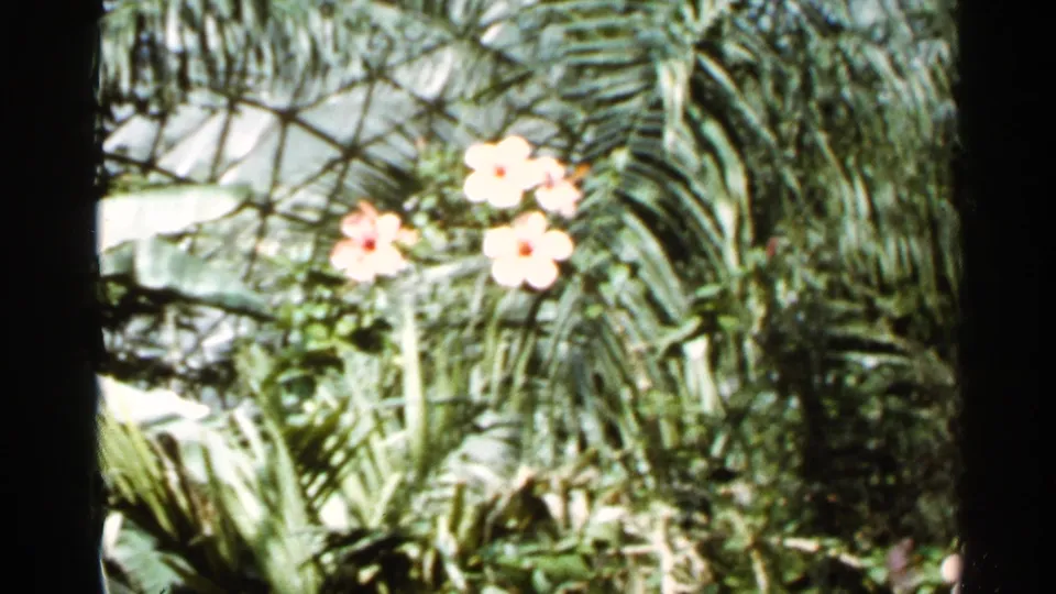 1966 Saint Louis 8mm frame showing pink blossoms, overlapping palm fronds, and leafy tropical planting seen through home-movie framing.