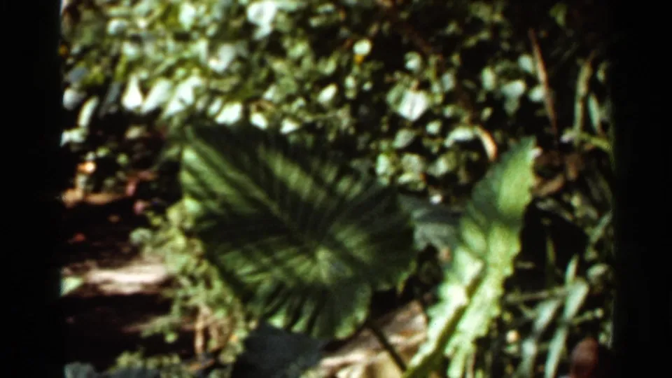 1966 Saint Louis 8mm frame looking into a shaded garden path bordered by large tropical leaves and thick greenery.
