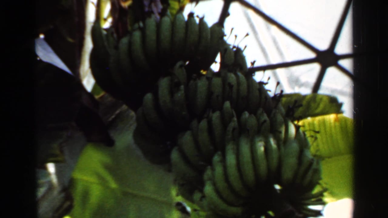 Green banana bunches hanging beneath large leaves in dappled light.