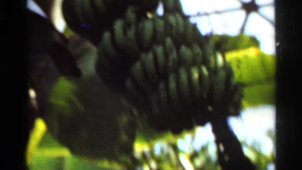 Soft 8mm view of banana bunches and foliage, likely within the Grant's Farm visitor grounds in St. Louis.