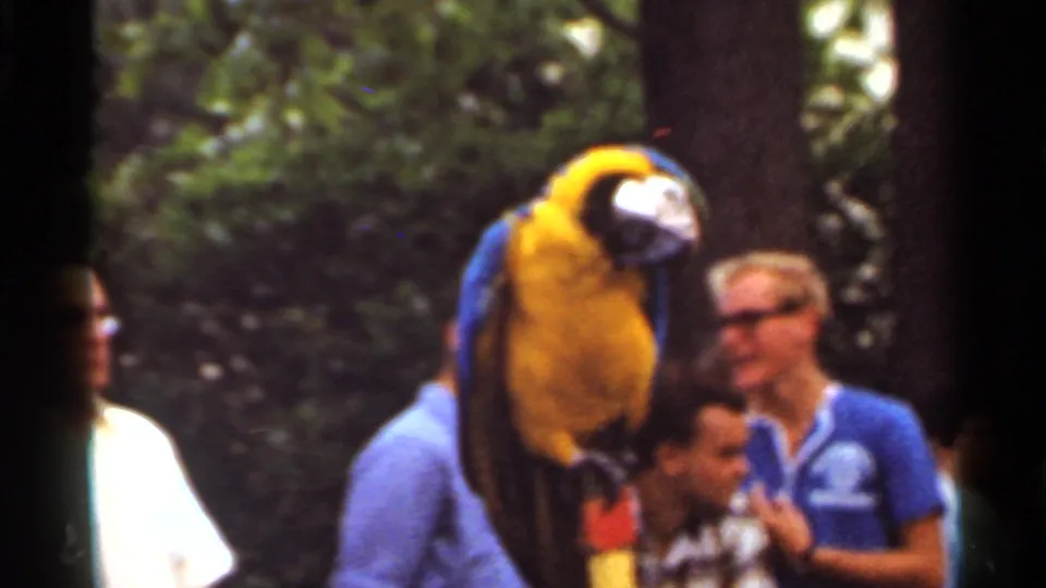 1966 Saint Louis home-movie frame showing a blue-and-yellow macaw near adult visitors at an outdoor attraction.