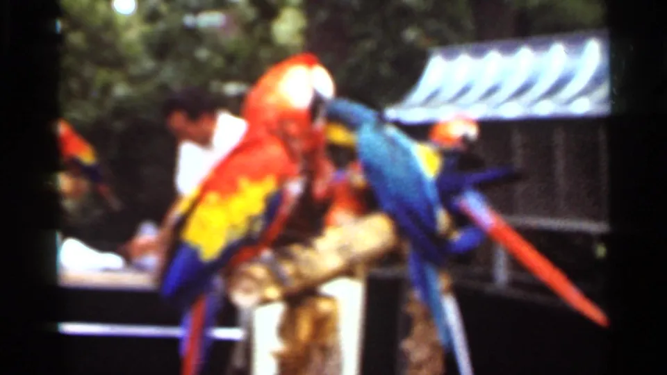 1966 Saint Louis frame with colorful macaws perched close together while adults stand nearby at an outdoor attraction.