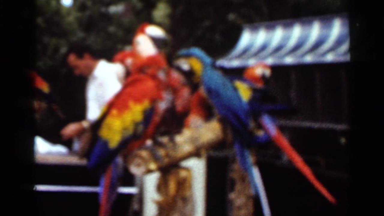 Colorful macaws perch near a man in a white shirt at an outdoor animal display.