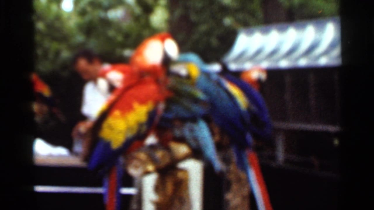 Two bright macaws perch beside a visitor with a small animal area behind them.