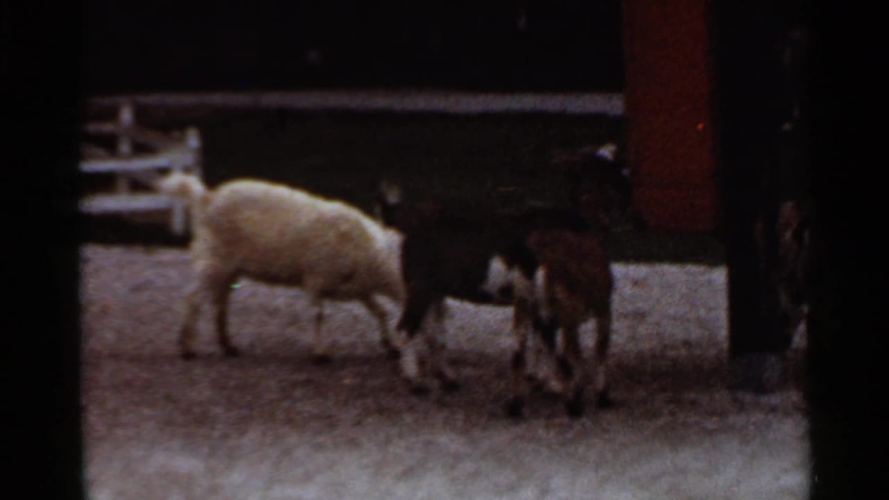 1966 Saint Louis home-movie frame showing goats grazing on gravel within a small outdoor petting-zoo enclosure.