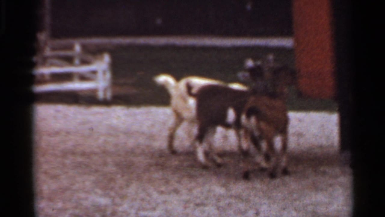 1966 Saint Louis 8mm frame showing two goats moving through a gravel petting-zoo space near fencing.