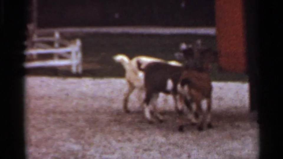1966 Saint Louis 8mm frame showing two goats moving through a gravel petting-zoo space near fencing.