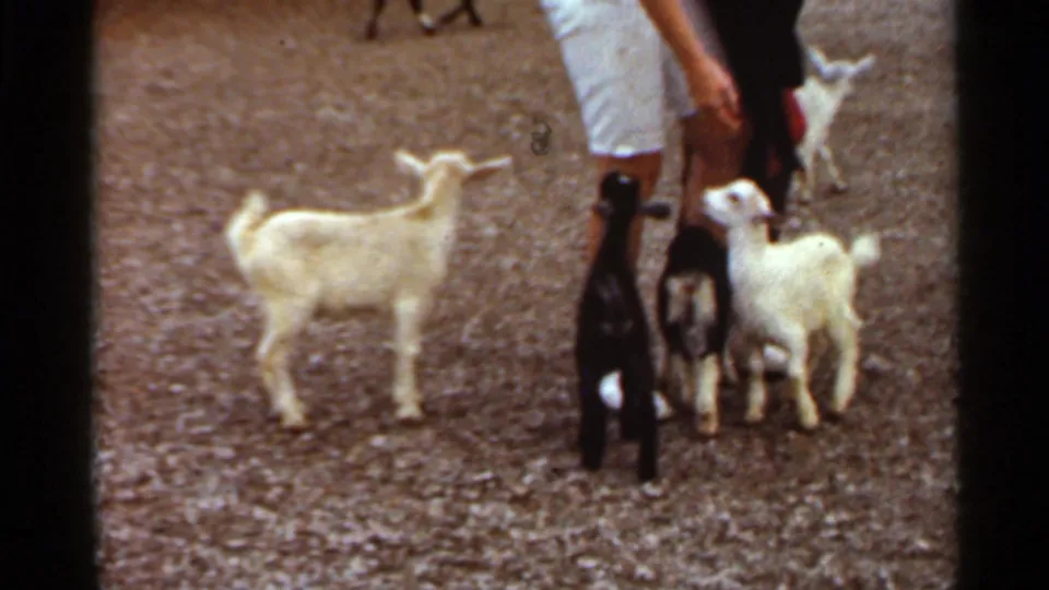 Young white, black, and brown goats gather around a child-sized visitor in light clothing in the Saint Louis petting zoo footage.