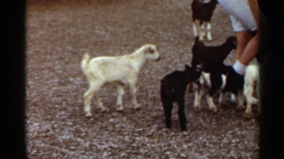 The final 1966 Saint Louis frame shows several young goats grouped near a child-sized visitor, with a white goat standing apart on gravel.