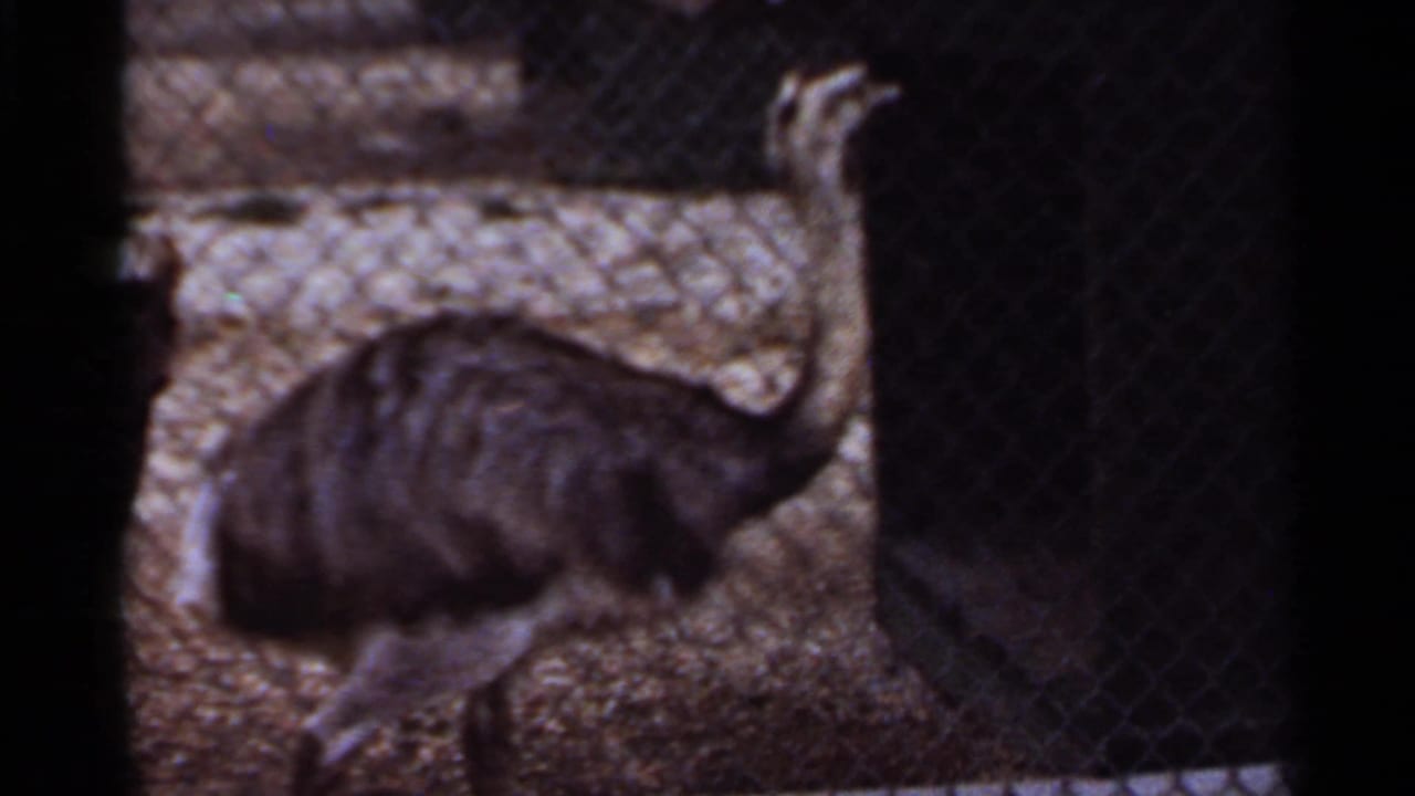 1966 Saint Louis zoo home-movie frame showing a large flightless bird behind chain-link fencing in a gravel enclosure.