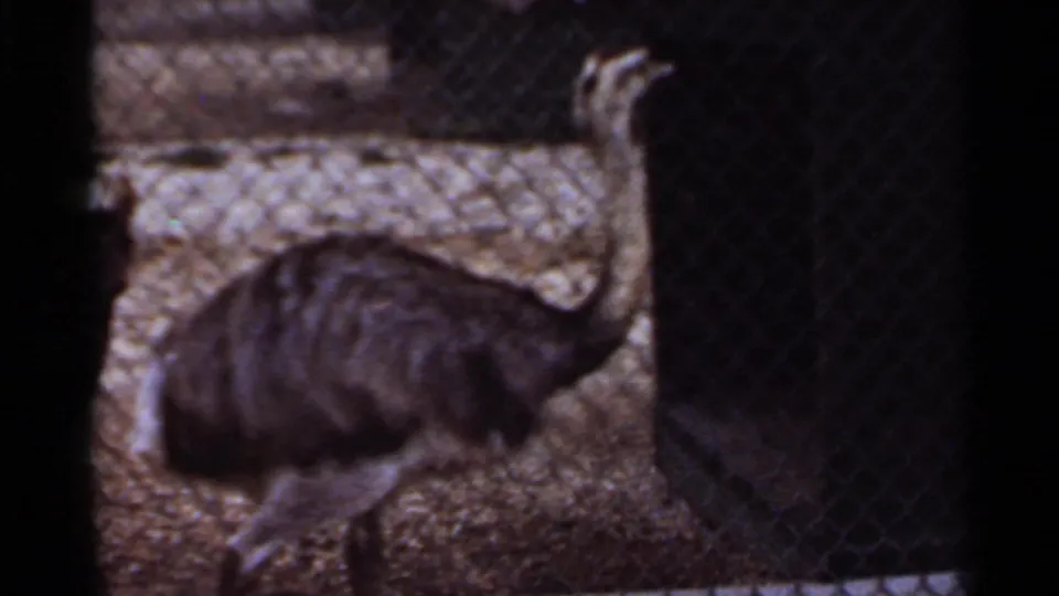 1966 Saint Louis zoo home-movie frame showing a large flightless bird behind chain-link fencing in a gravel enclosure.