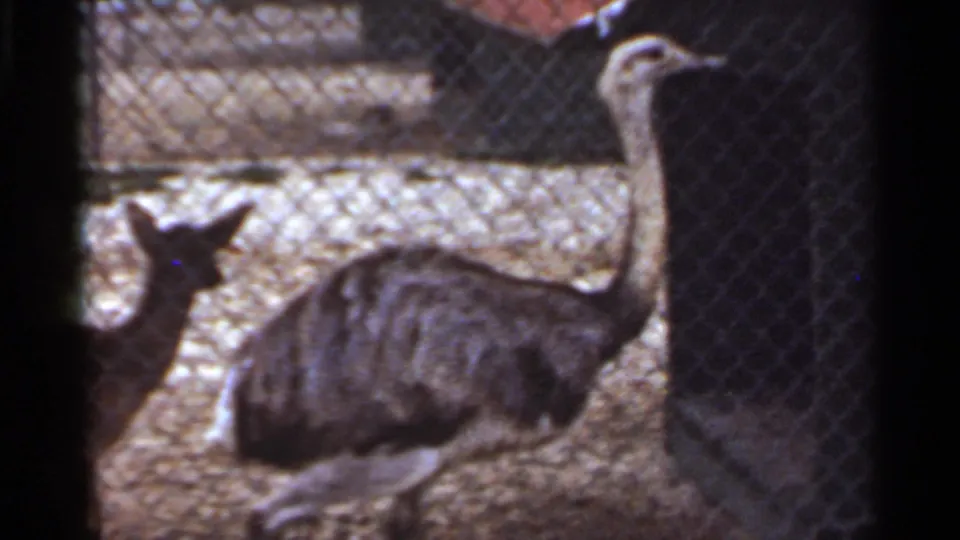 1966 Saint Louis zoo footage shows a rhea-like bird near a small deer-like animal inside a fenced enclosure.