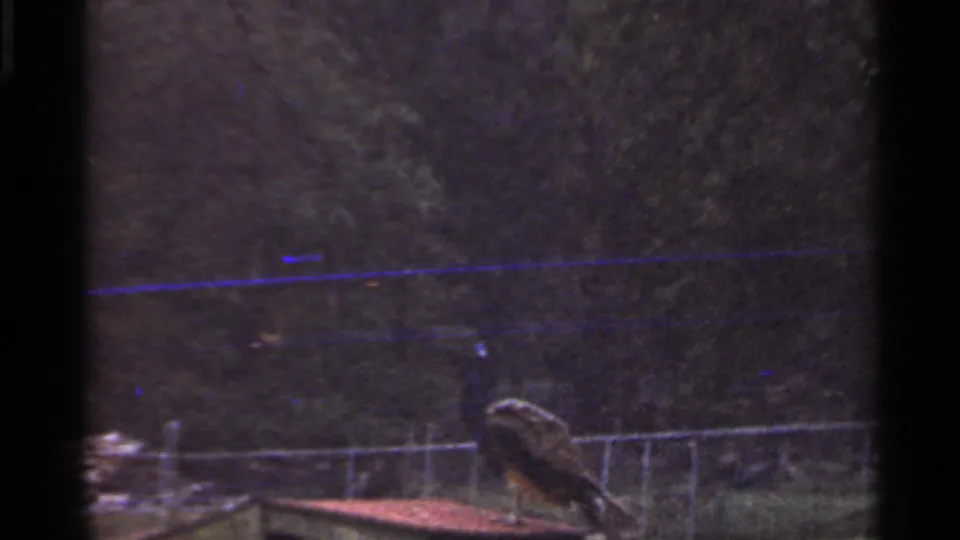 Peacock on a low wooden platform in a wooded Saint Louis enclosure, filmed in faded 1966 8mm color.