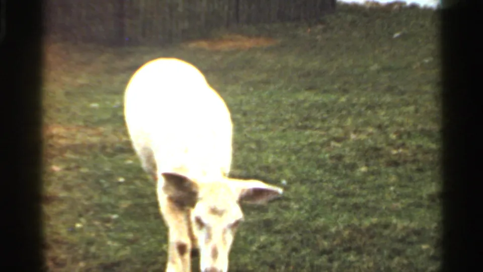 White goat with head lowered in a grassy enclosure, seen in grainy 1966 Saint Louis 8mm home-movie footage.