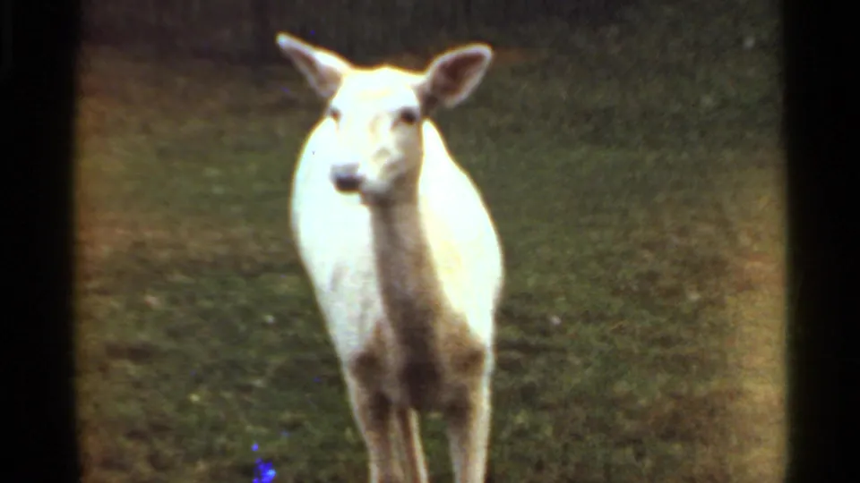 White goat standing alert and facing the camera in a grassy Saint Louis enclosure, captured on 1966 8mm film.