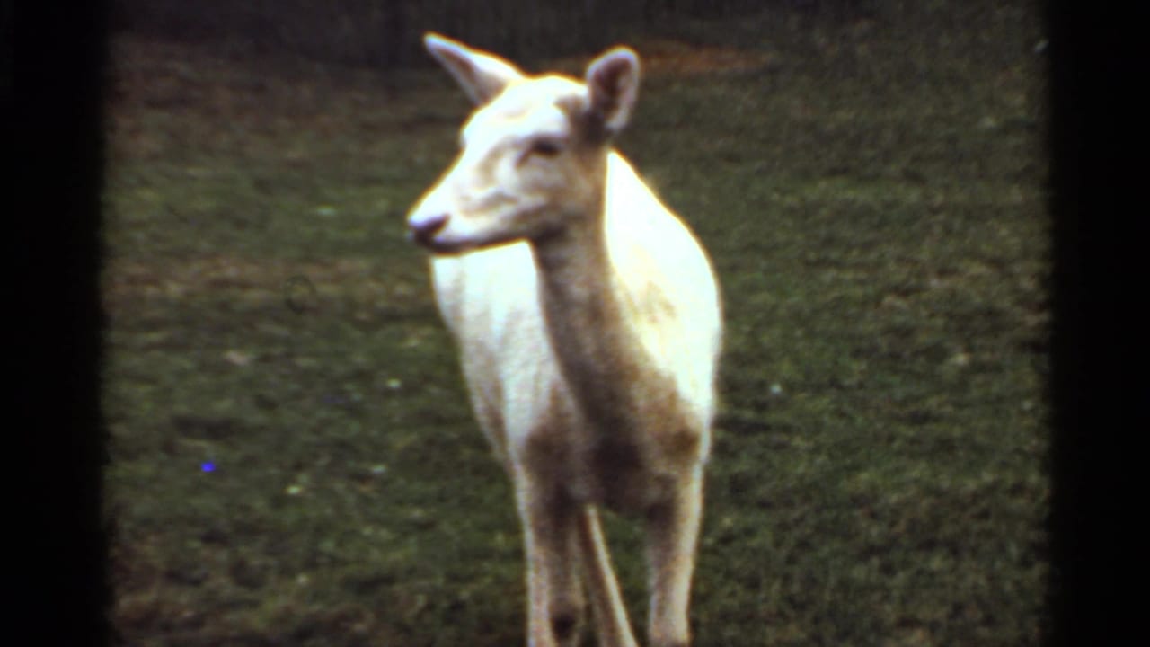 Pale deer standing on grass inside a dark-edged enclosure.