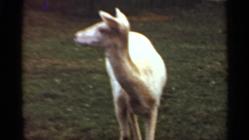 The white deer turns to a side profile in the Saint Louis 1966 8mm footage, with grass and dark framing at the edges.