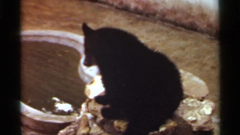 A small black bear sits beside a pale water basin and rocks in the supplied 1966 Saint Louis animal enclosure footage.