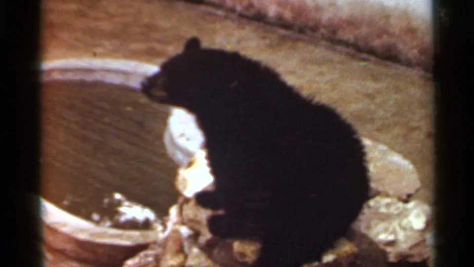 The small black bear appears in side view near rocks and a water basin, recorded in soft 1960s 8mm home-movie color.