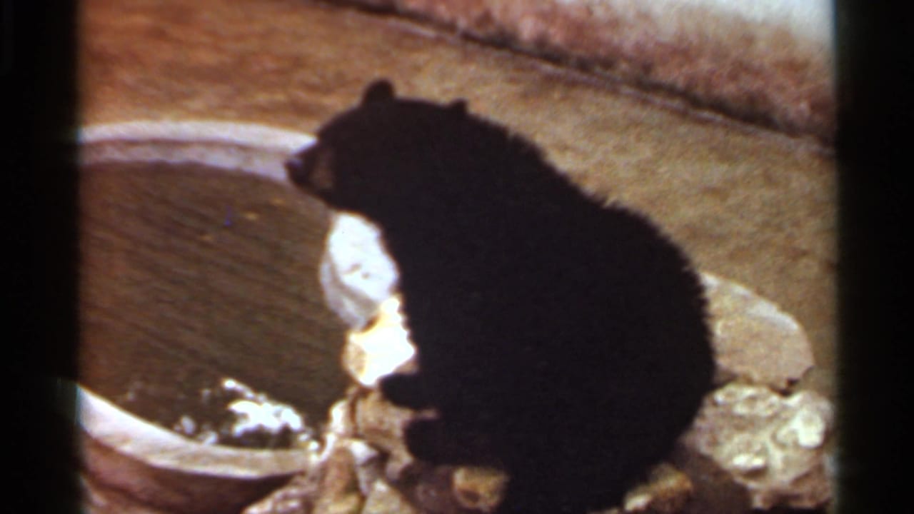 A black bear stands near a water basin in what appears to be a zoo or wildlife enclosure in 1966 Saint Louis footage.