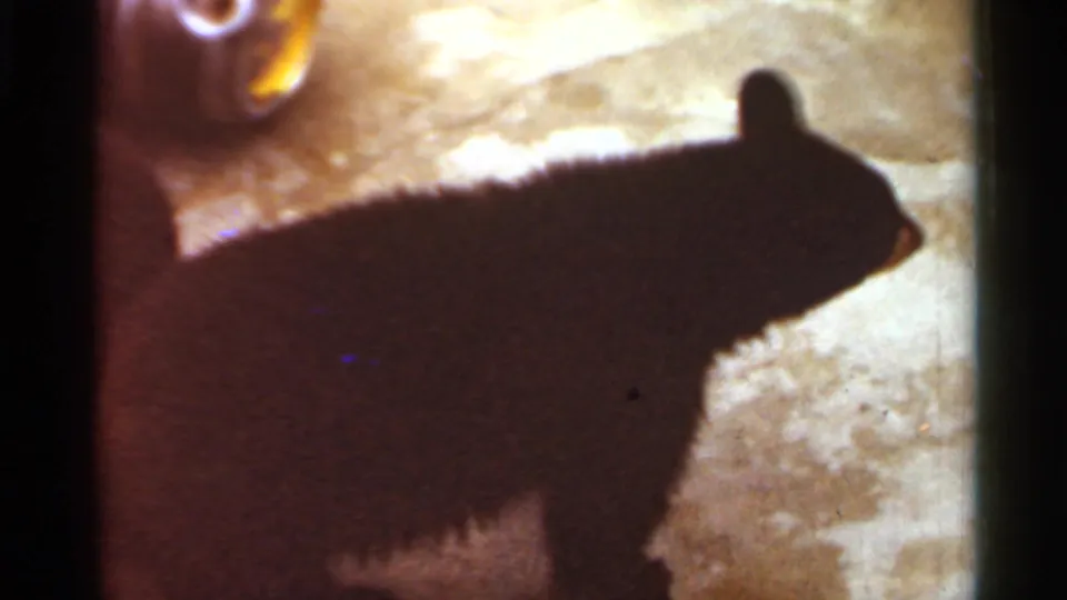 A black bear appears in profile against a bright outdoor enclosure surface in the Saint Louis 1966 home-movie clip.