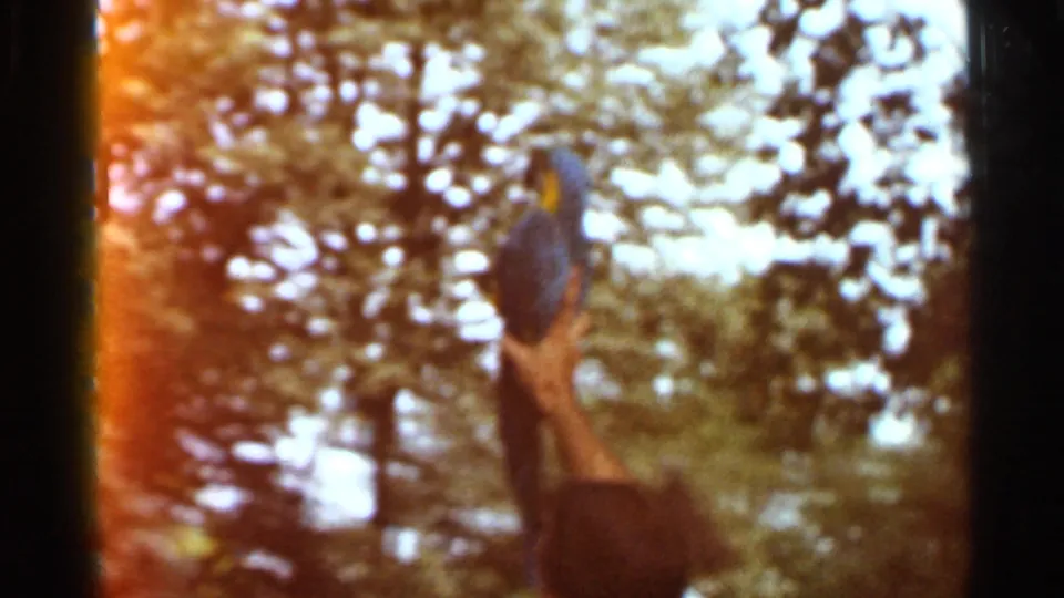 A person lifts or holds a blue and yellow macaw outdoors, with trees and soft 8mm focus in the background.