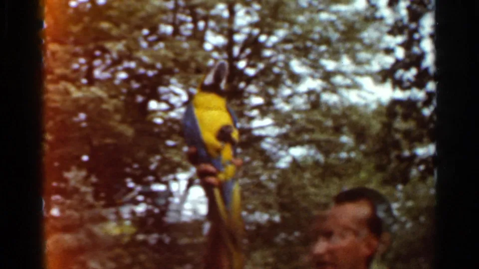 A man stands partly in frame while holding a blue and yellow macaw outdoors in the 1966 Saint Louis home-movie footage.