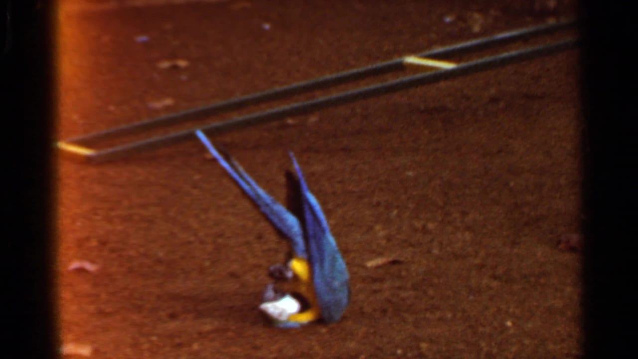 Blue-and-yellow macaw lying on brown dirt near a metal rail.