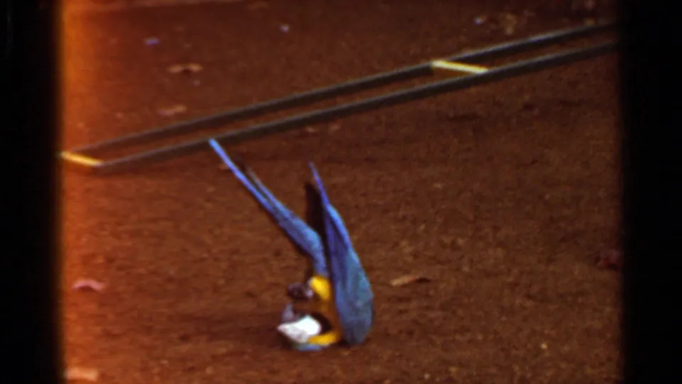1966 Saint Louis 8mm frame of a blue-and-yellow macaw resting on dirt near a metal rail, with dark film border visible.