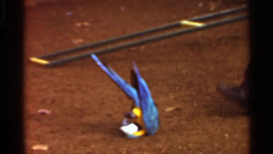 1966 Saint Louis 8mm frame showing a blue-and-yellow macaw on dirt, with part of another bird entering at the right edge.