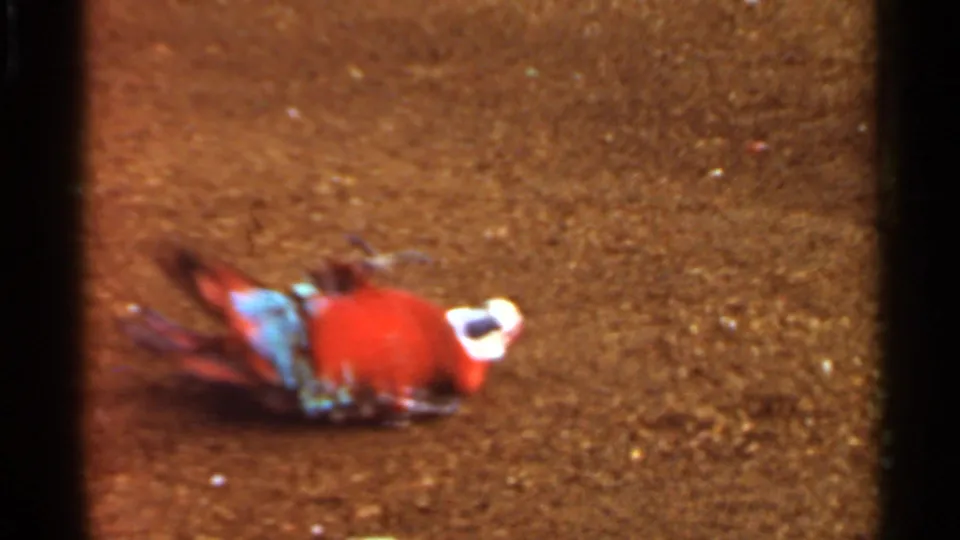 1966 Saint Louis 8mm frame of a red-and-blue macaw lying or rolling on a dirt surface in soft warm color.