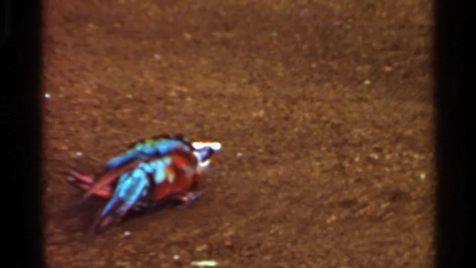 1966 Saint Louis 8mm frame showing a red-and-blue macaw stretched sideways on brown dirt, with visible grain and soft focus.