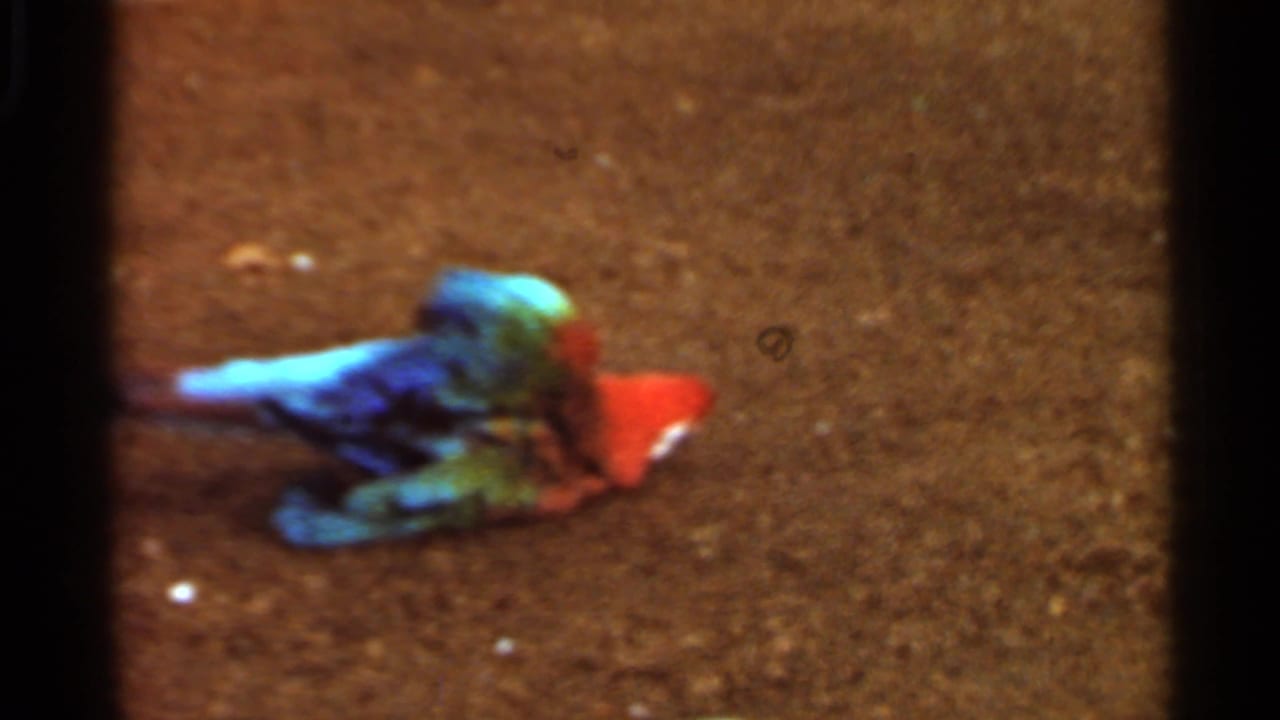 Colorful parrot lying on sandy ground inside an enclosure.