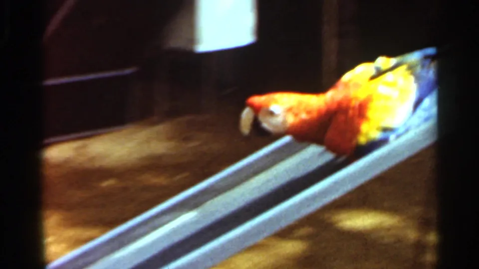 A red and yellow macaw appears to slide down a metal ramp in a contained animal enclosure in 1966 Saint Louis footage.