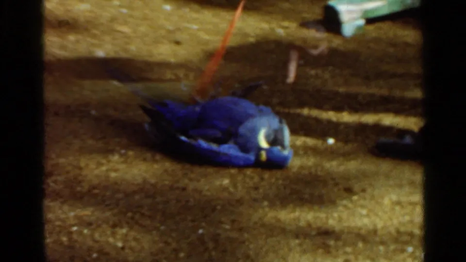 A bright blue parrot lies on the sandy enclosure floor, with a red cord or object visible nearby in the 8mm frame.