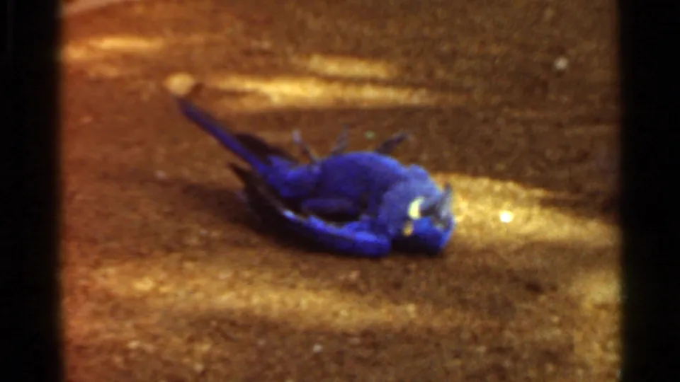 A blue parrot rests on sandy ground in warm, grainy 1966 Saint Louis home-movie footage of an animal enclosure.