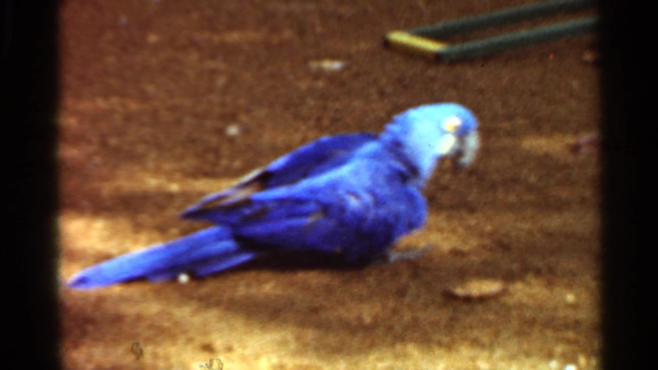 Blue parrot on dirt ground in 1966 Saint Louis 8mm footage, seen beside small metal pieces in an outdoor enclosure-like setting.