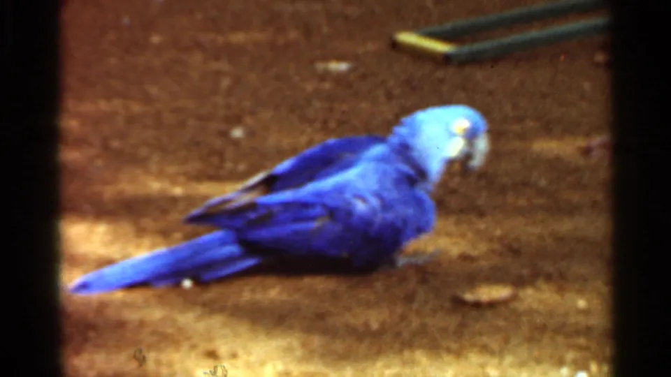 Blue parrot on dirt ground in 1966 Saint Louis 8mm footage, seen beside small metal pieces in an outdoor enclosure-like setting.