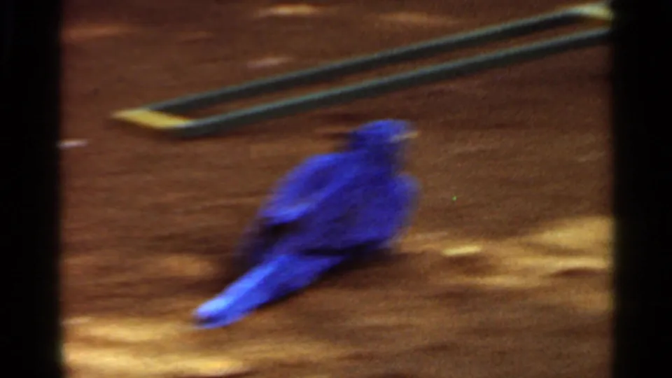 Motion-blurred blue parrot crosses the dirt ground in the Saint Louis 1966 home-movie clip, with metal pieces visible behind it.