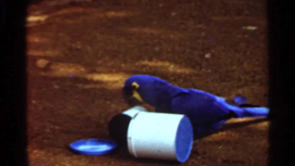 Blue parrot investigates a white plastic cylinder beside a blue lid or dish on dirt ground in 1966 Saint Louis 8mm footage.