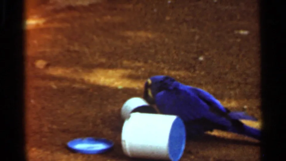 Blue parrot pecks or nudges near a white plastic cylinder and blue dish on dirt ground in the 1966 Saint Louis home-movie scene.